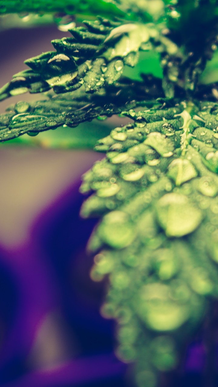 hemp leaves with drops of water